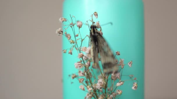 Concentrati Lentamente Sulla Farfalla Seduta Una Candela Verde Menta — Video Stock