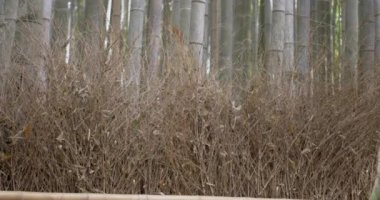 Kyoto bambu orman yürüyüş kimono kadında