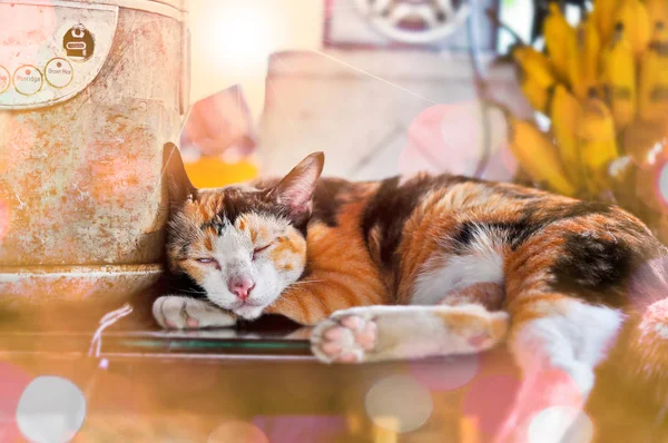 Kedi pirinç ocağının yanında uyuyor..