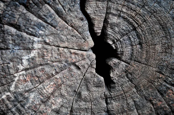 Ağaç doku eski güdük kesilmiş - MKK ile gövde bölümünü