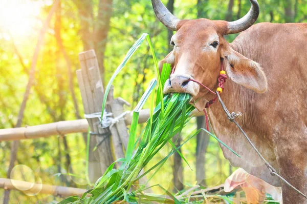 Cow eating grass in the morning