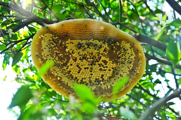 Honeycomb or Bee\'s nest in Organic Orange Garden