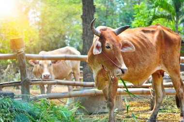 Sabah çim yeme inek