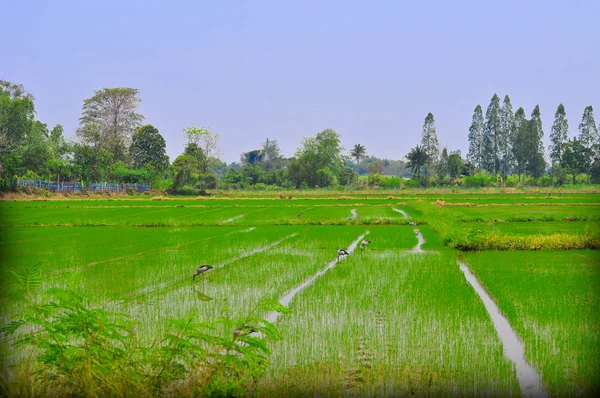Kuşlar yiyecek pirinç alan yeni iş bulmak.
