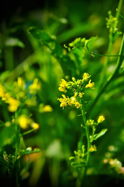 Close up van bloem groente van de som van de paksoi in tuin — Stockfoto
