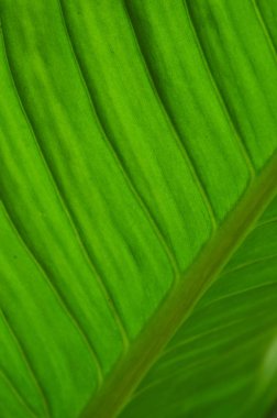 Doku ışık yeşil bitki yaprağı