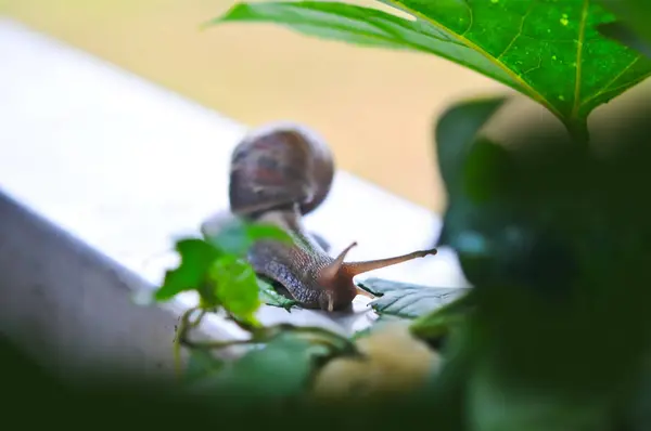 Bir bahçede yeşil yemek salyangoz bırakır
