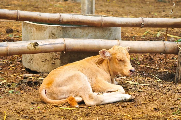 Bebe Vache Dormant Images Libres De Droit Photos De Bebe Vache Dormant Depositphotos