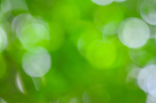 bulanık doğal yeşil bokeh arka plan