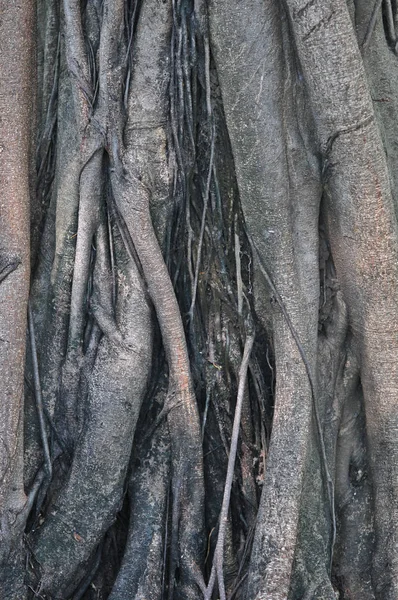 Yakın çekim yaşlı orman içinde ağaç köklerinin