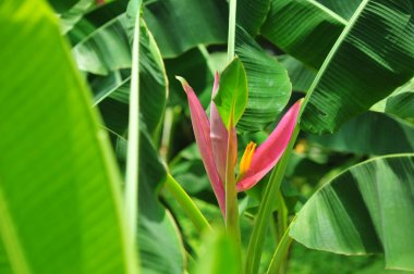 Bahçede ağaç ve yeşil muz güzel pembe çiçekli muz yaprakları