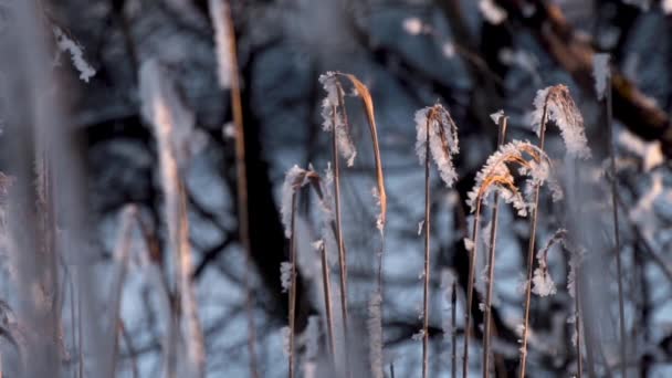 Vorst Het Gras Avondlicht Van Winter Rechtenvrije Stockvideo's