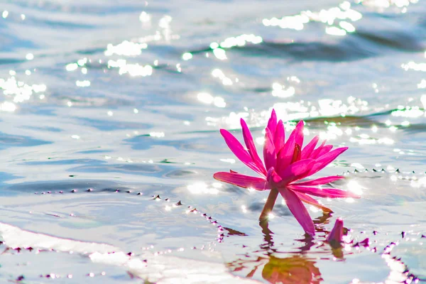 Widok Bliska Różowy Kwiat Lotosu Otoczony Słońcem Świecącym Nad Wodą — Zdjęcie stockowe