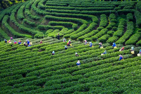 Chiang Rai, Tayland - 26 Eylül 2019: Tayland çiftçileri sabah çay tarlalarından en iyi çay yapraklarını topluyorlar.