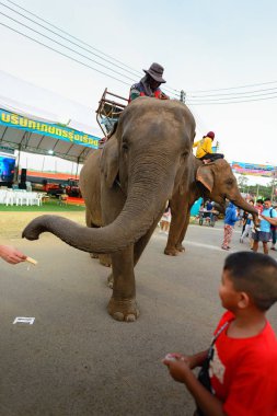 Surin, Tayland 9 Kasım 2019: Filler bakıcılarla caddede yürüyorlar. Bu Surin 'in yıllık fil fuarının bir parçası..