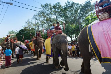 Surin, Tayland - 15 Kasım 2019: Turistler, çok güzel dekorasyonları ve çok sayıda fili olan yıllık kutlama için fillere biniyor..