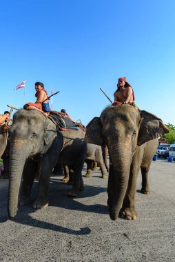 Surin, Tayland - 15 Kasım 2019: Geleneksel kostümlü fil bakıcıları geleneksel geçit törenine katıldılar.