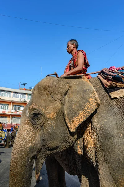 Surin, Tayland - 15 Kasım 2019: Geleneksel kostümlü fil bakıcıları geleneksel geçit törenine katıldılar.