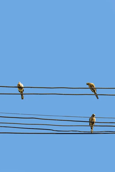 Birden fazla kabloda asılı olan üç güvercinin altından bir görüntü. Arkaplan kopyalama alanı için açık mavi bir gökyüzü.