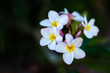 Plumeria çiçekleri, beyaz taç yaprakları, ama sarıların ortasında. Henüz çiçek açmayan tomurcuklar açık pembe olacak..