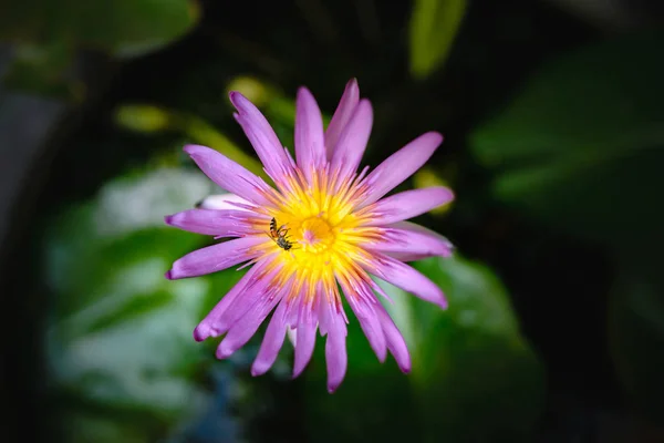 黄色の雄蕊を持つピンクの蓮の花のクローズアップ 花の中には蜜を吸う蜂がいました — ストック写真