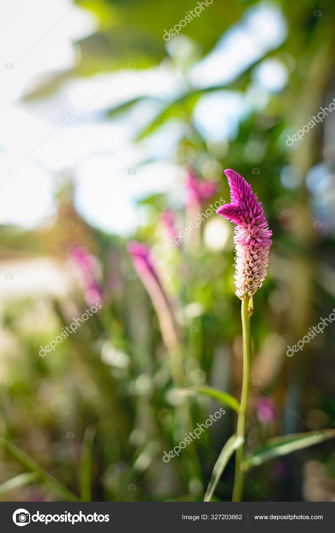 Close Purple Flower Tip Color Dark Purple Base Flower Fade Stock Photo Image By C Stockbob Close Purple Flower Tip Color Dark Purple Base Flower Fade Stock Photo Image By C Stockbob