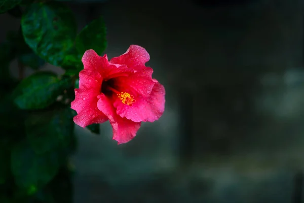 Koyu yeşil arka planda pembe Chaba çiçeği ve taç yaprakları boyunca su damlacıkları olan koyu yeşil yapraklar..