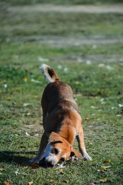 Cães Tailandeses Mistos Estão Aprendendo Encontrar Sua Própria Comida Livre — Fotografia de Stock