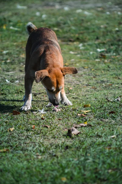 Karışık Tayland köpekleri kendi yemeklerini dışarıda bulmayı öğreniyorlar. Isırmak ve bir şeyler yemek üzereydi..