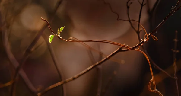 New Hope Small Leaf Grow Again Other Dry Dying Branches — 스톡 사진