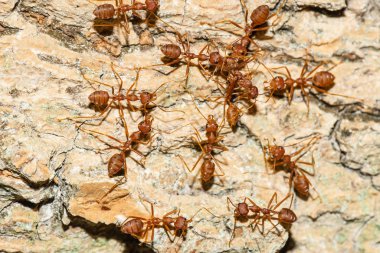 Top view of many ants on the bark surface.