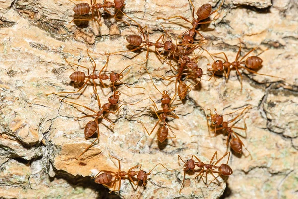 Top view of many ants on the bark surface.