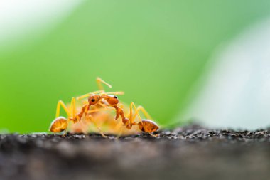 İki turuncu karınca birbirlerini öpüyormuş gibi davranıyorlar. Belki de bu hayvanın diliyle iletişim kuruyor olabilir..