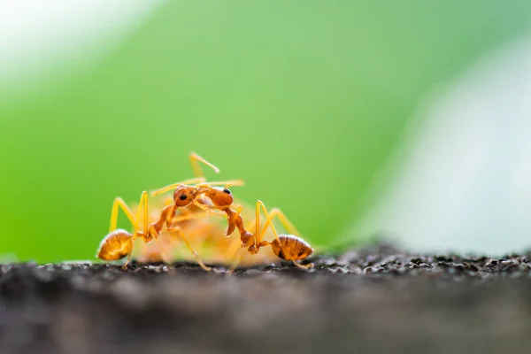 Due Formiche Arancioni Comportano Come Stessero Baciando Forse Sta Comunicando — Foto Stock