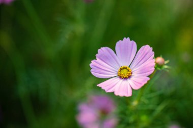 Pembe ve beyaz papatyayı yakından çek. Arka plan fotokopi alanı için bulanık yeşil bir bahçe..