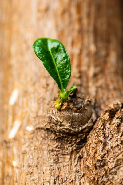 Kuru kabuklarla çevrili bir tomurcuğun yaprakları yeniden filizleniyor..