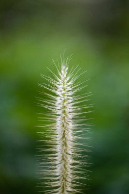 Tek bir misyon çim çiçeğinin yakın plan çekimi, sabah güneş ışığıyla, çiçeğin parlamasına neden olur. Arka plan yeşil doğanın bulanık bir görüntüsü..