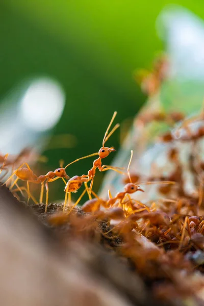 Karıncalar ayakta durup yukarıdaki hedefe bakıyorlar. Bu işi yapmak için takım çalışması gerekiyor..