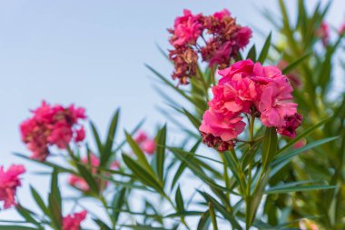 Yumuşak pembe tatlı oleander(Nerium oleander) çiçek kadar kapatın