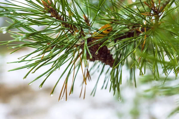 Close up de água caiu Pine-árvore ramo fundo — Fotografia de Stock