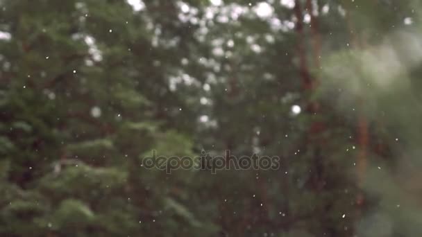 Schneefall Zeitlupe Wald — Stockvideo