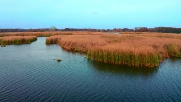 Flying Trough River Reed — Stock Video