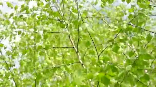 Birch Δέντρο Θυελλώδη Ημέρα Συννεφιασμένο Ουρανό — Αρχείο Βίντεο
