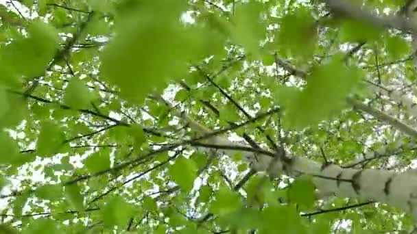 風の中の白樺の木 — ストック動画