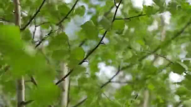 Birke Blättert Windigem Tag — Stockvideo