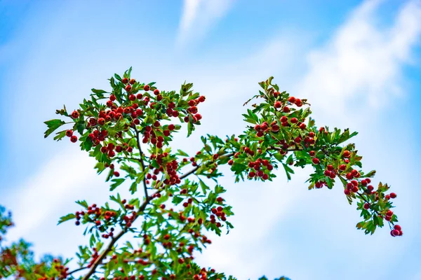 Sweetbrier brunch on a cloudy blue sky background — 스톡 사진