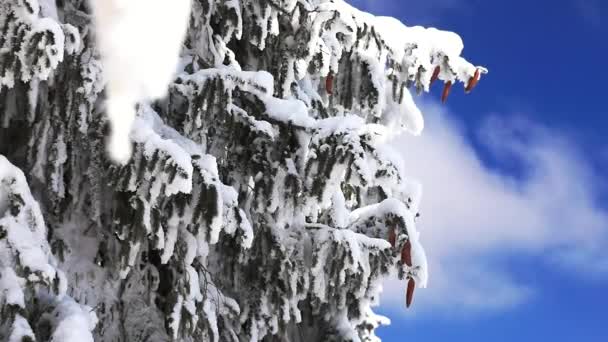 Magische Winter Bergwereld Met Zeer Besneeuwde Sparren Bewolkte Blauwe Lucht — Stockvideo