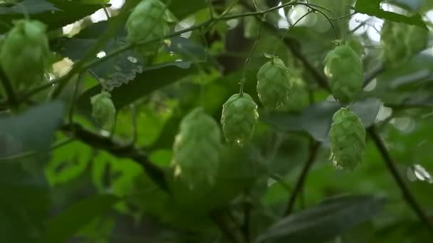 Growing Fresh Hop Cones Making Beer Bread Sun Backlight Closeup — 비디오
