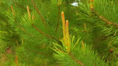 Rüzgarlı bir günde köknar ağacı brunch 'ı.