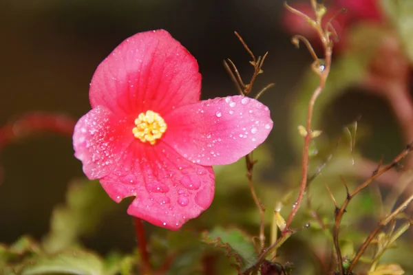 Schöne Mohnblumen Mit Leuchtendem Rot Sie Befinden Sich Einem Sehr — Stockfoto